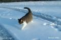 chat des neiges